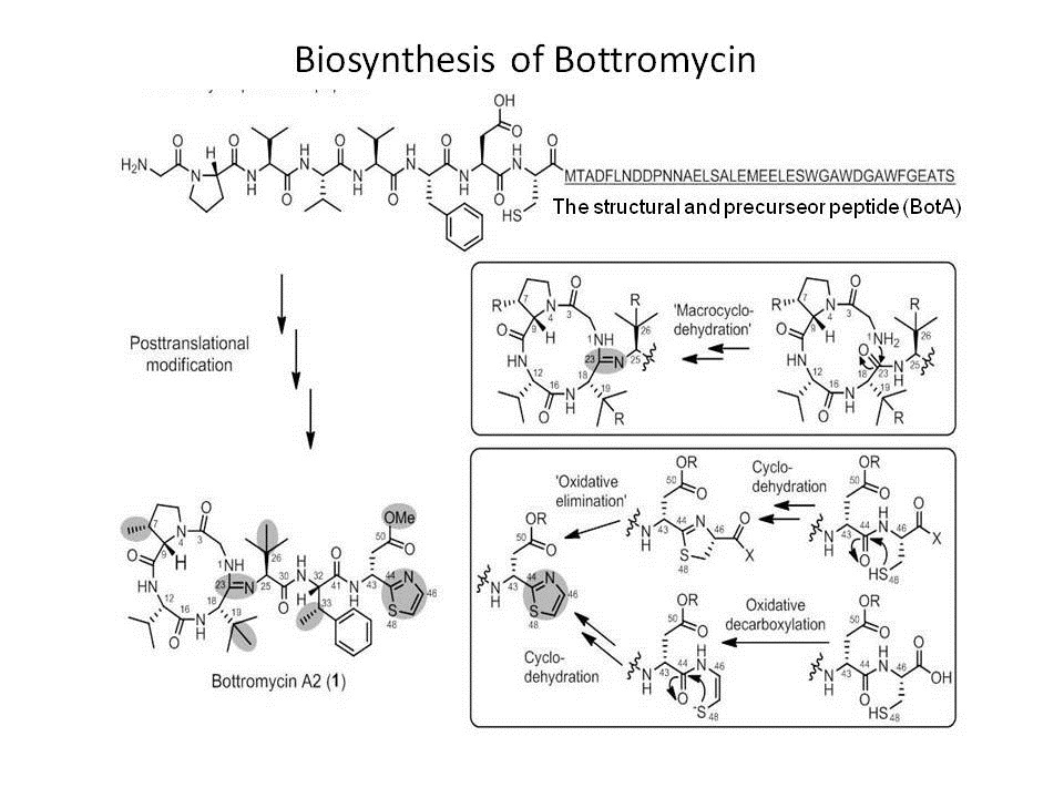 ​​Synthetic Biotechnology to Study and Engineer Ribosomal Bottromycin Biosynthesis