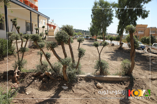 Koya University President Inspects Campus Pond Project and Faculty of Education Portal